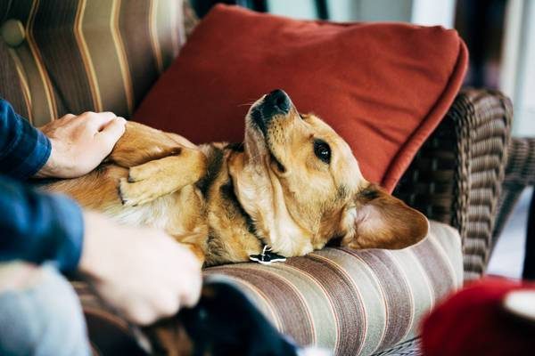 Dog sitting on hardwood floor.