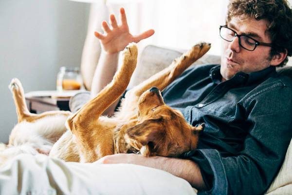 Dog laying on a couch.